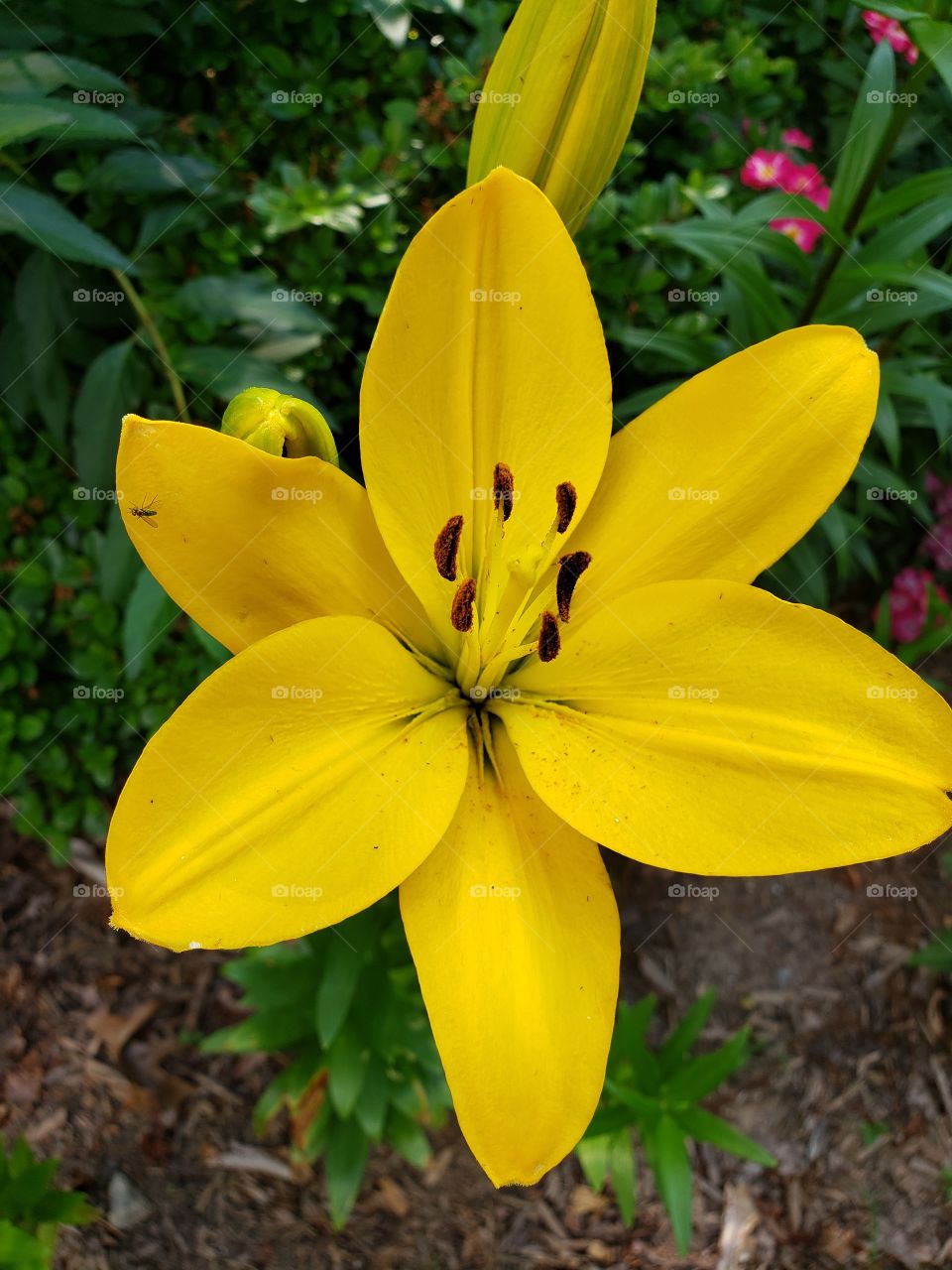 Beautiful yellow daylilies