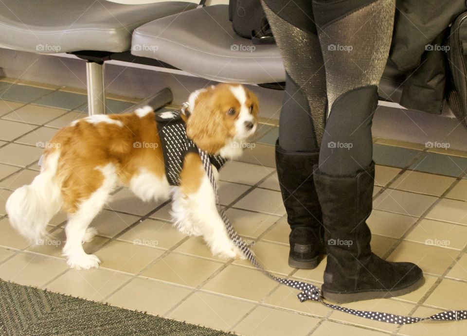 Dog and it’s owner at the airport 