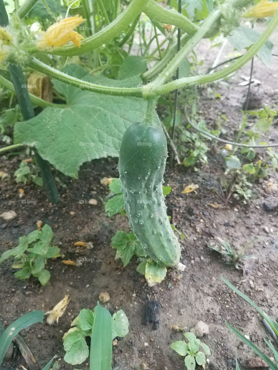 fresh green growing cucumber