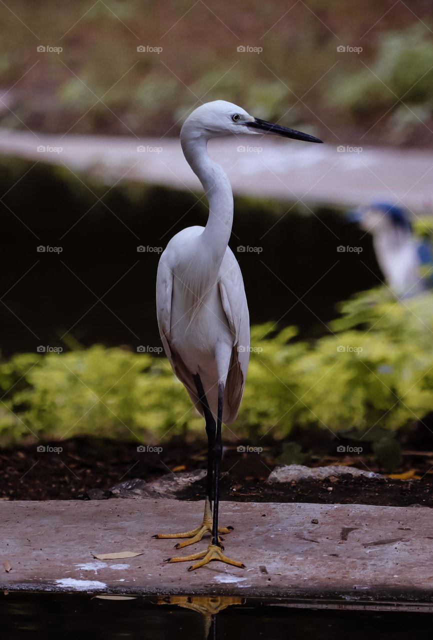 white single thin bird