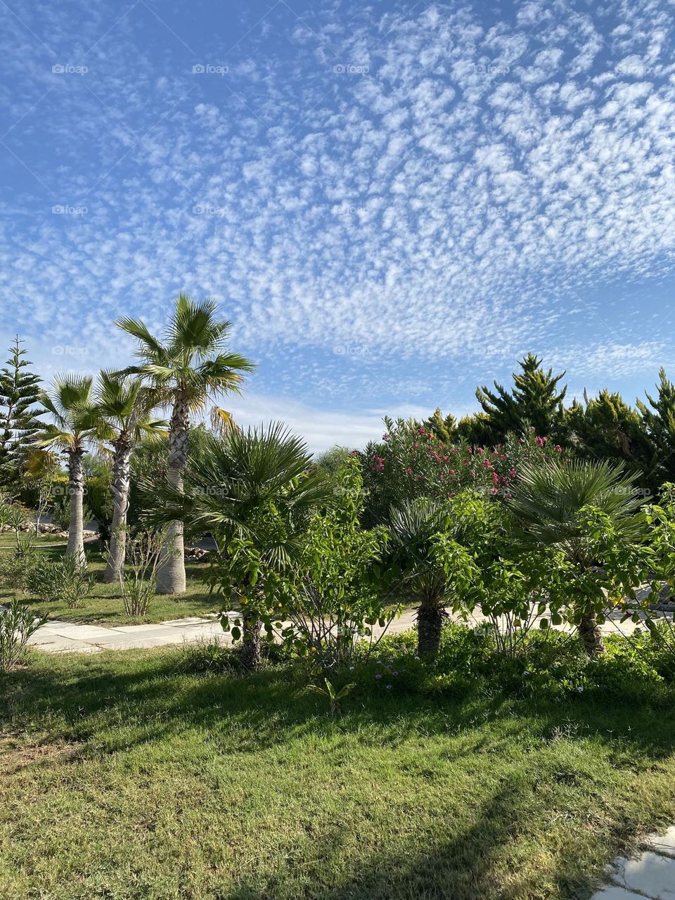 Palm trees against blue sky with white clouds 