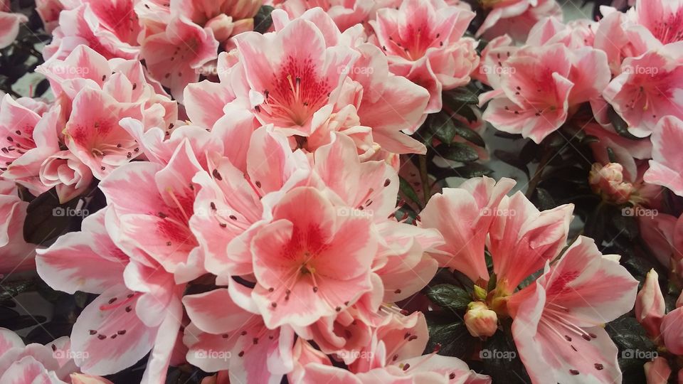 peach and white variegated azaleas