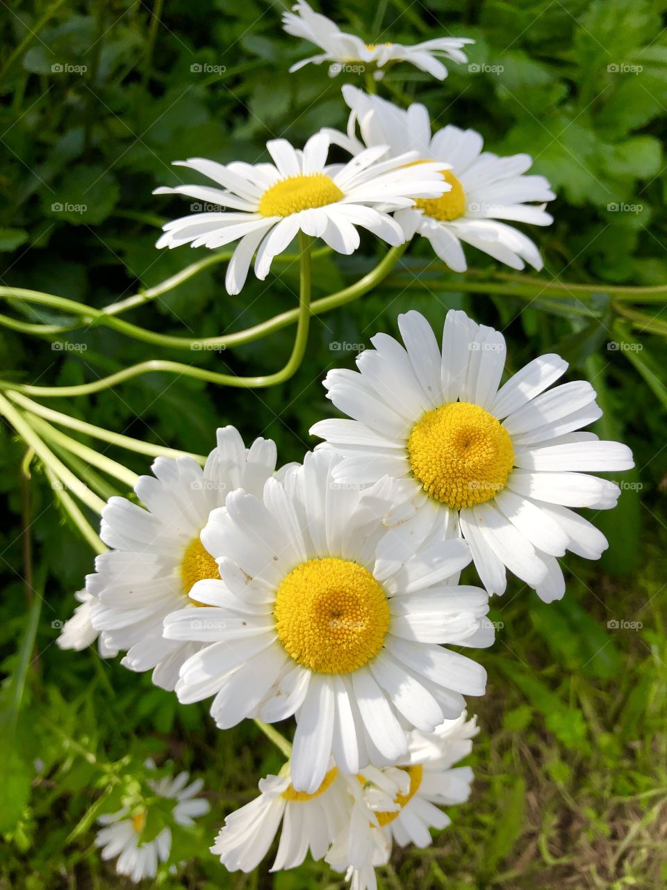 Large Daisies 