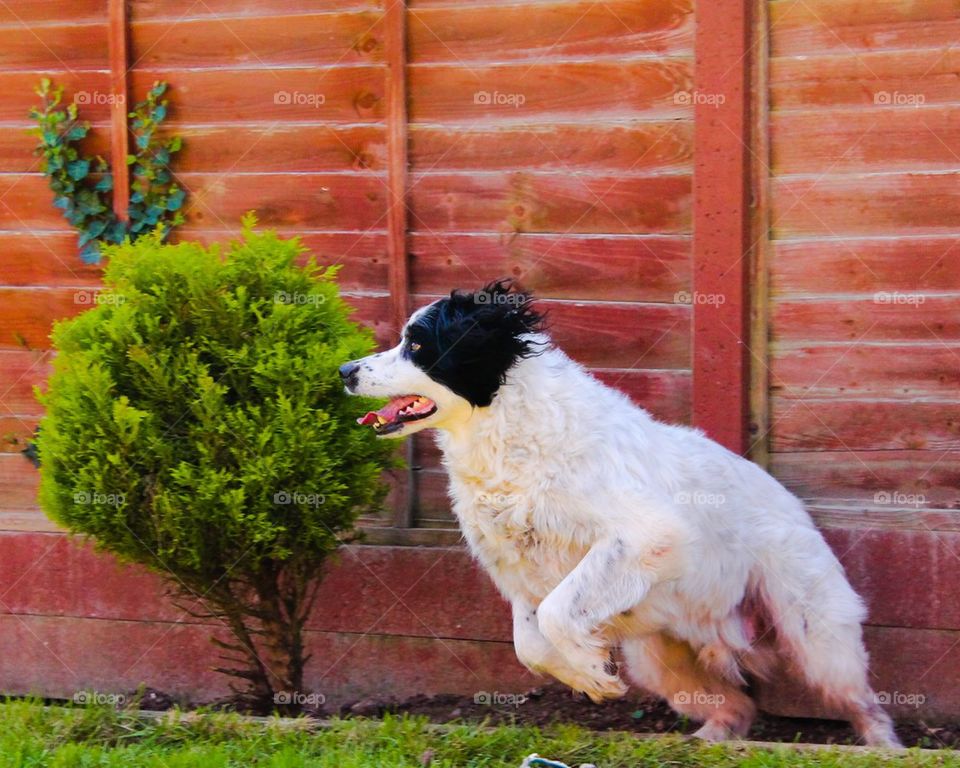 Biscuit the collie spaniel cross 