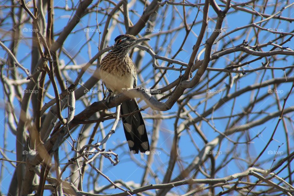 Roadrunner in a Tree