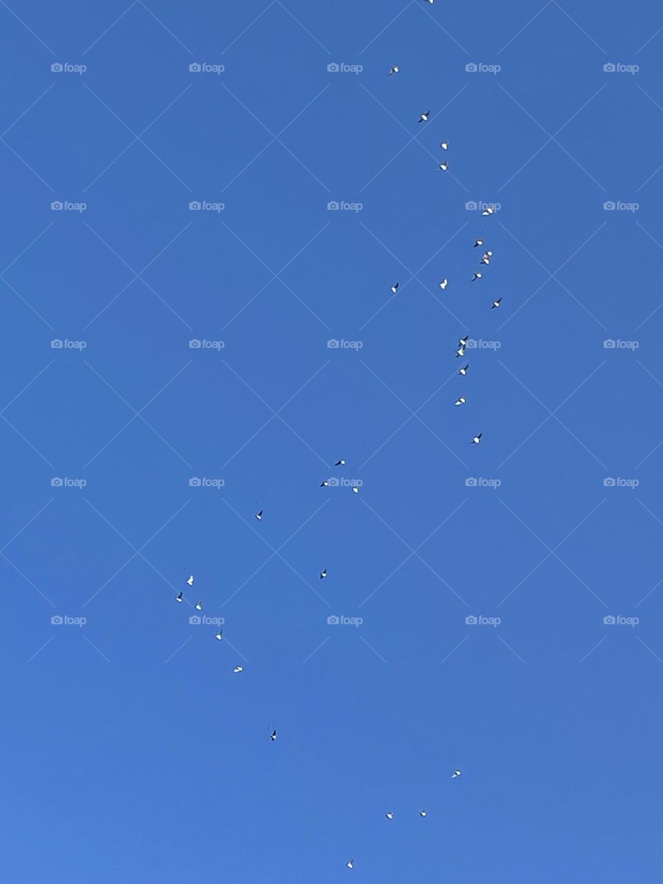 A flock of birds heading south in the beautiful blue skies