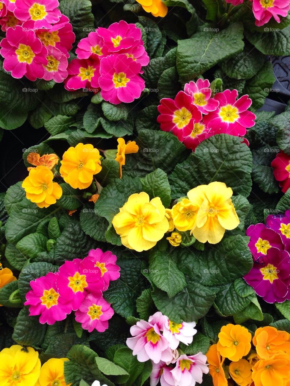 Full frame of flowers in bloom