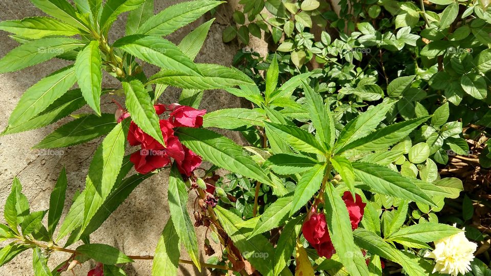 Flores de planta; beijo.