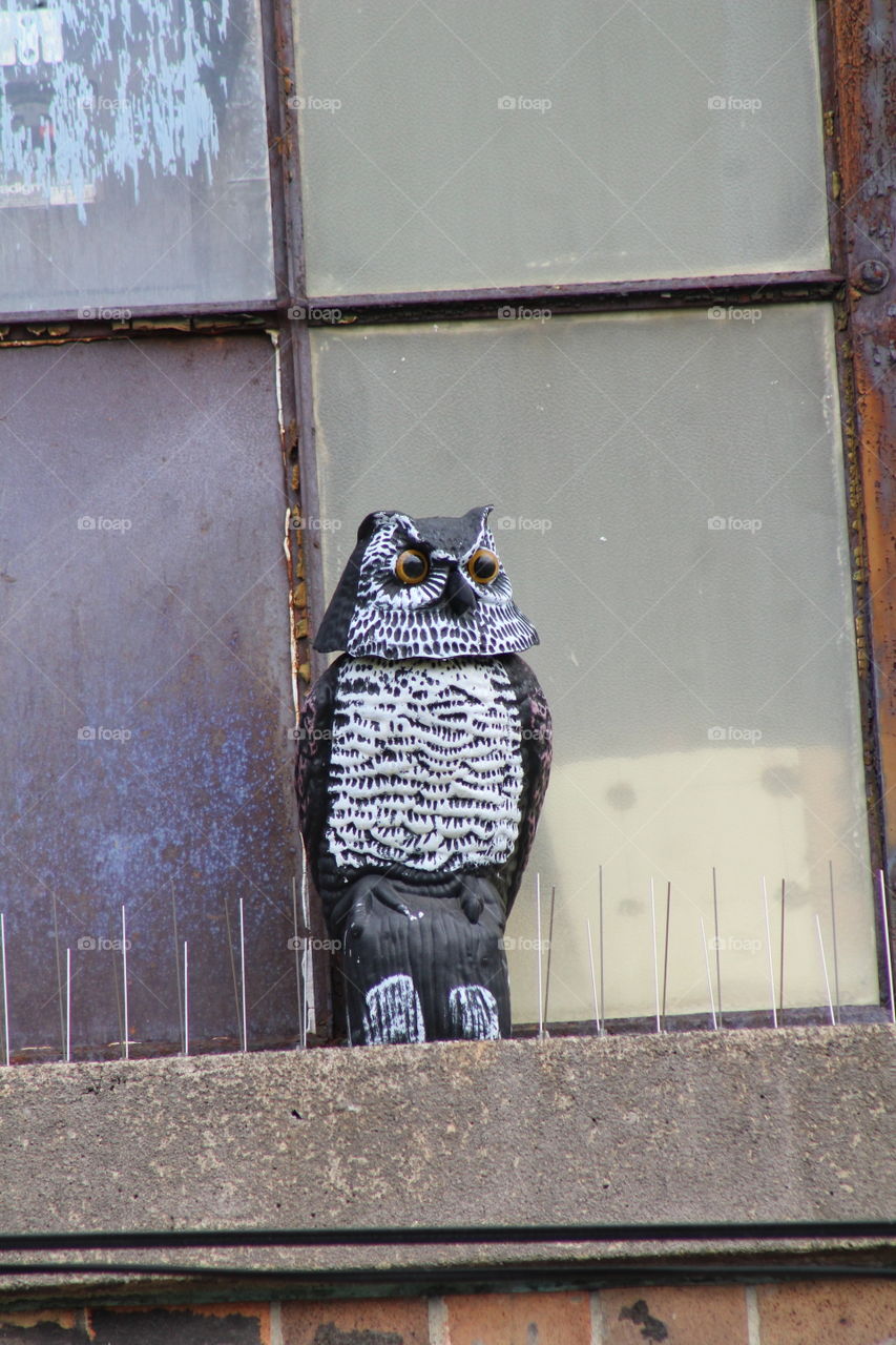 Black and white owl scarecrow with large yellow eyes keeps guard in window of building 