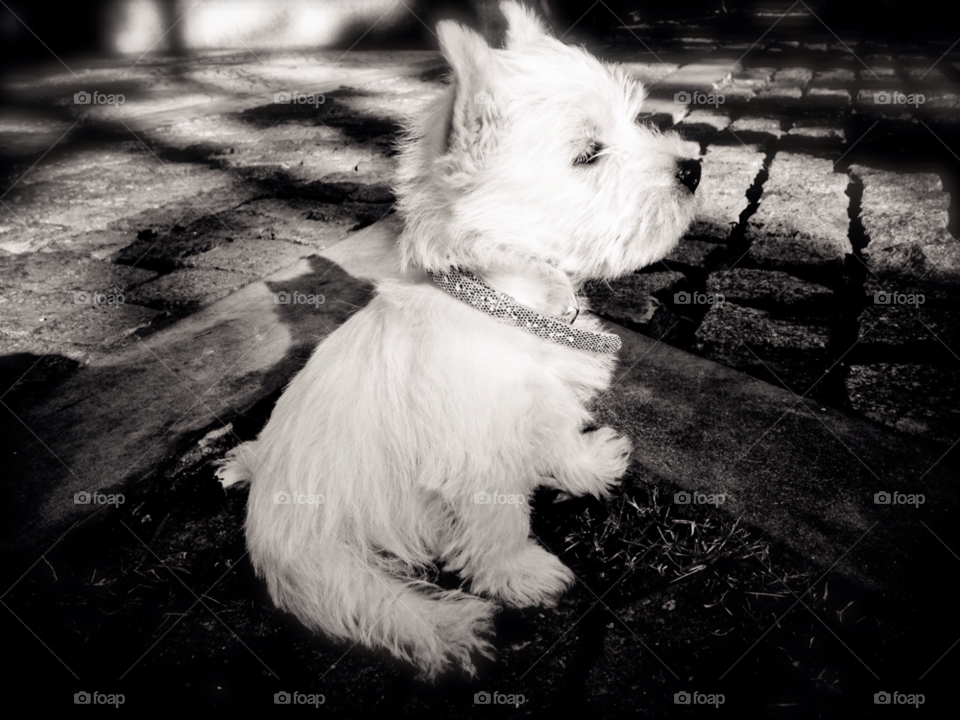 dog cute puppy black and white by trist9