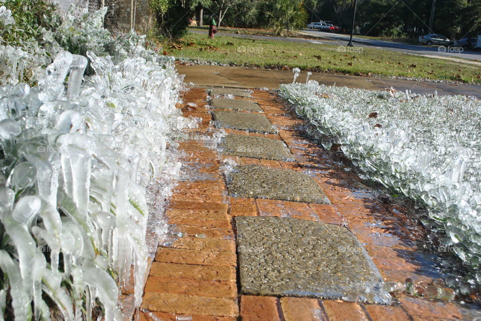 Frozen grass