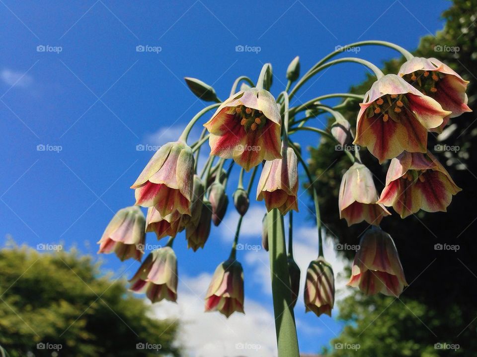 Garden flowers in Summer