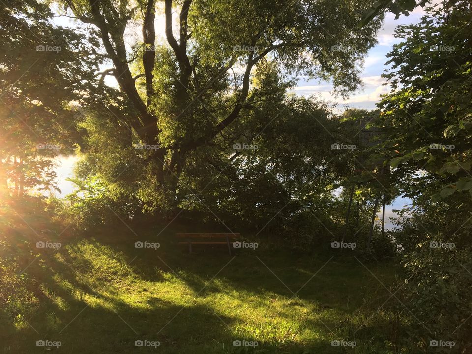 Trees and grass. Sunlight shadows, summertime