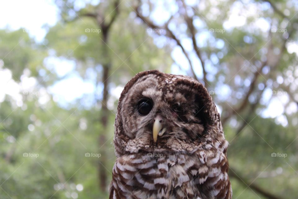 Patchy the one eyed owl