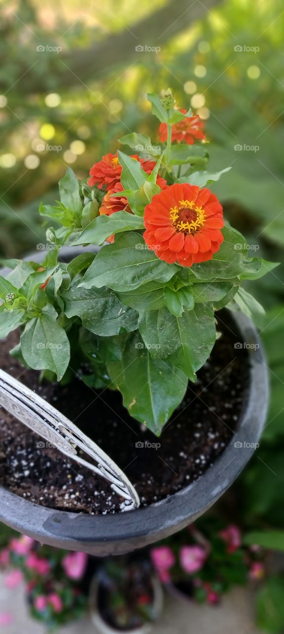 flower in a pot