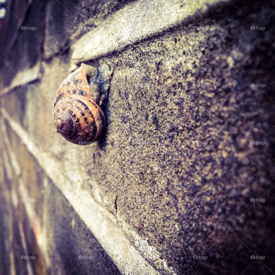 Snail on the wall