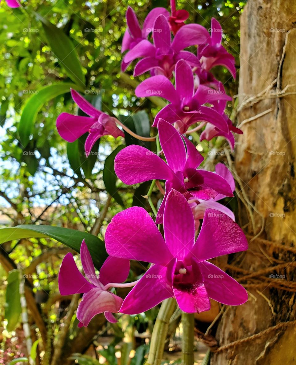 orchid beautiful
