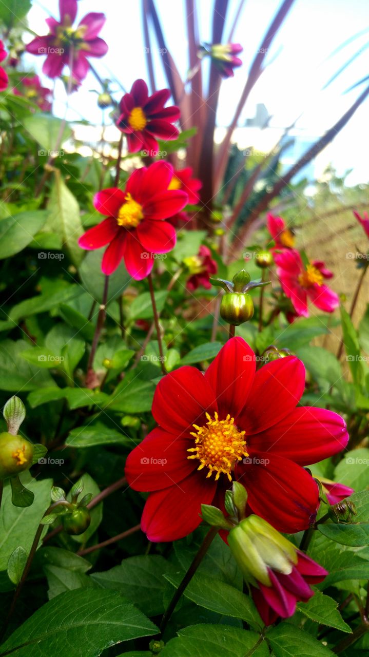 Red dahlias