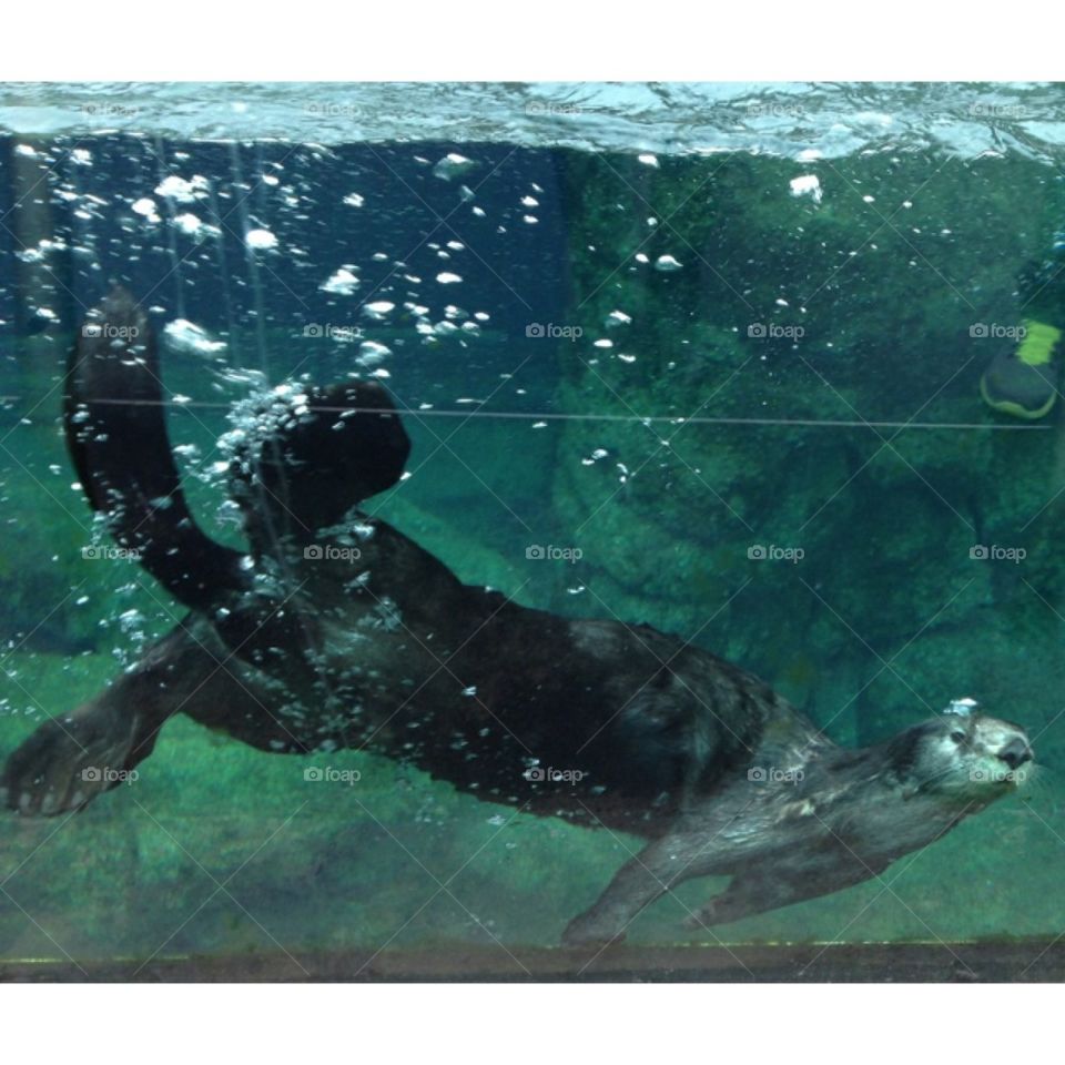Otter