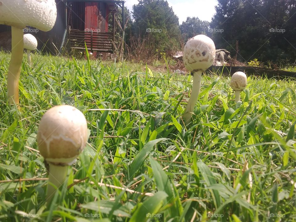 mushrooms of all sizes