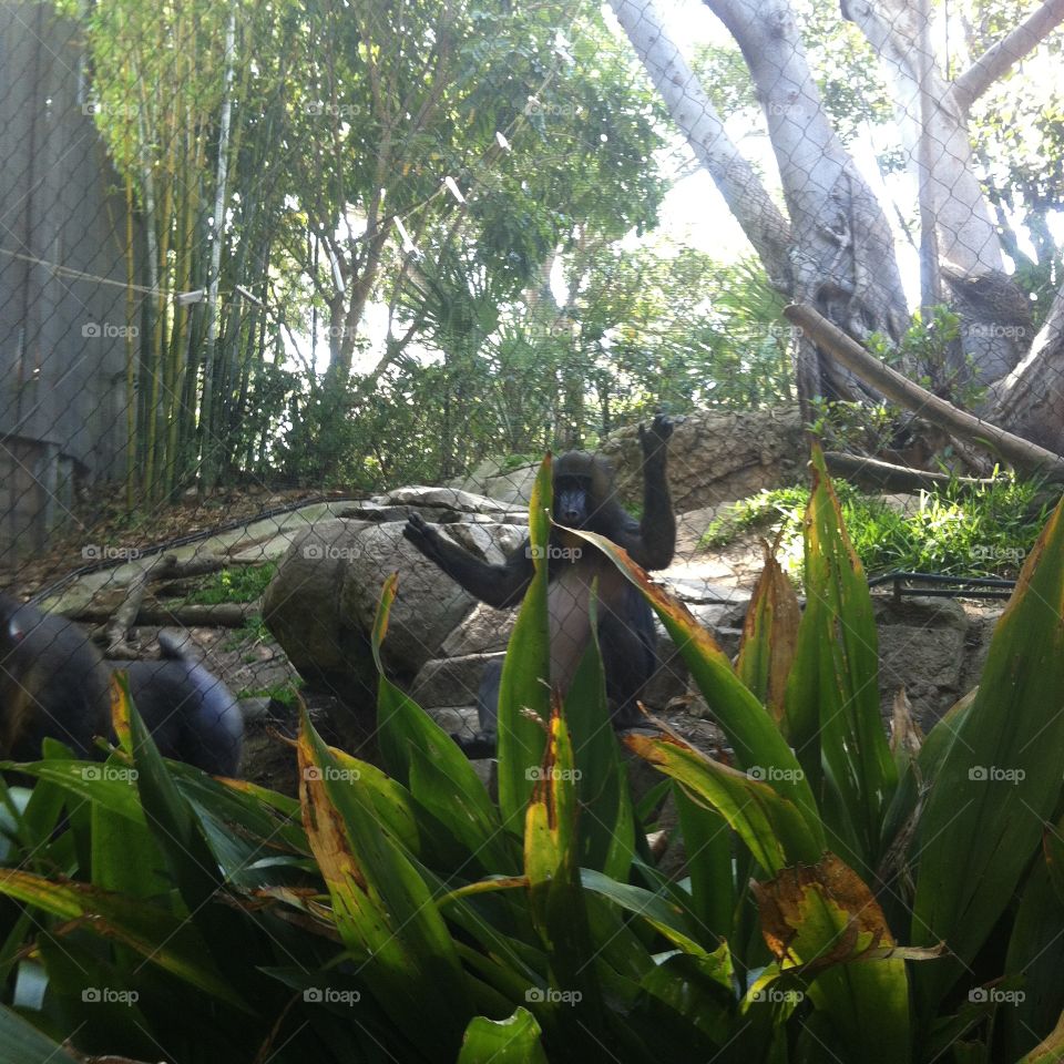 Monkey holding onto the fence