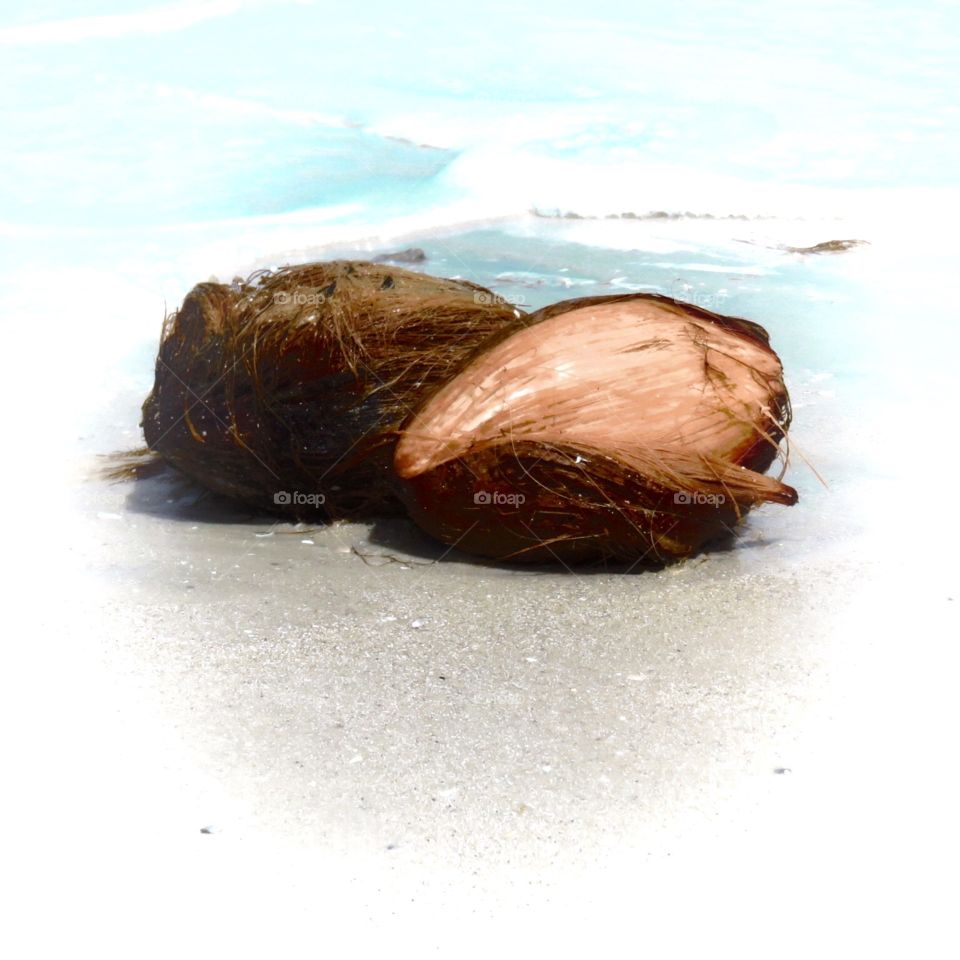 CoCoNuts!. Coconuts on the beach