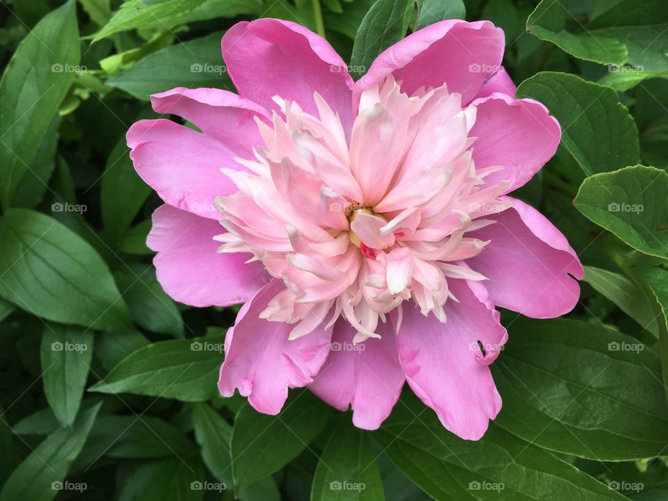 Pink blossom