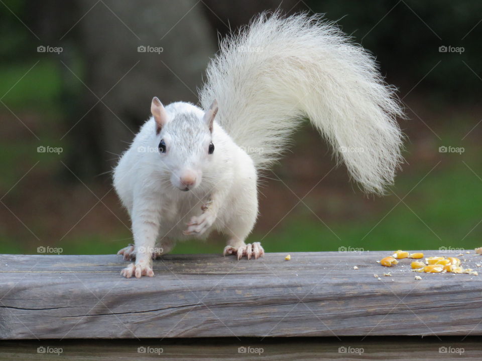 white squirrel