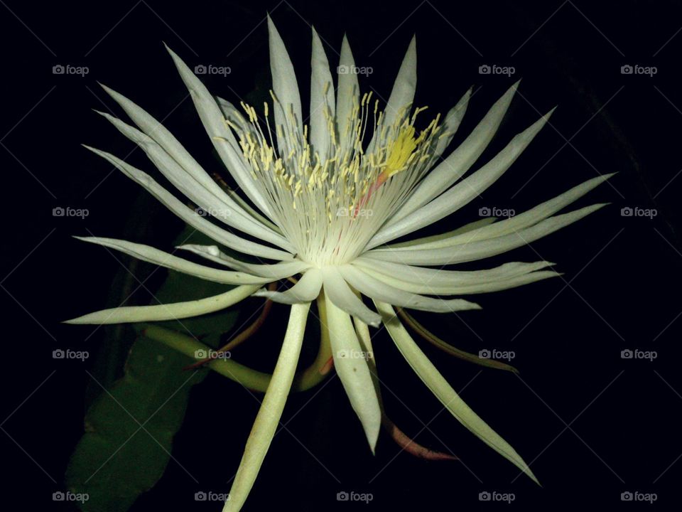 Kadupul Flower. Night Blooming Cereus