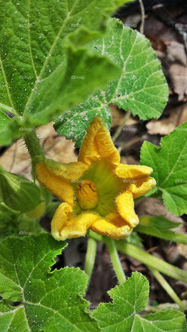 Yellow Squash Blossom. Baby squash