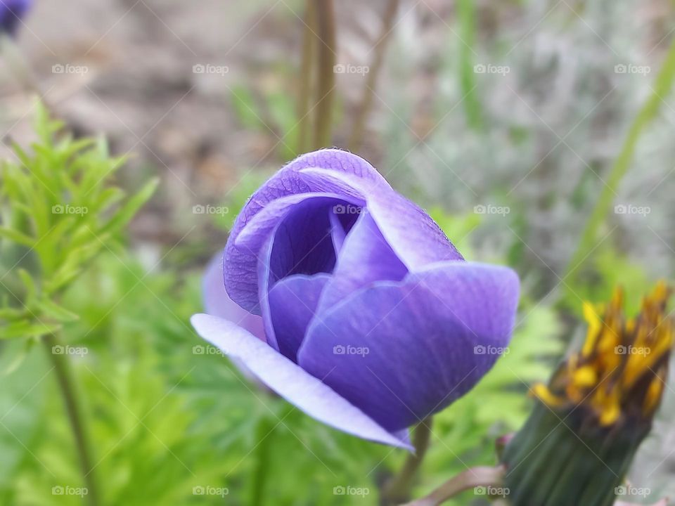 purple flower.