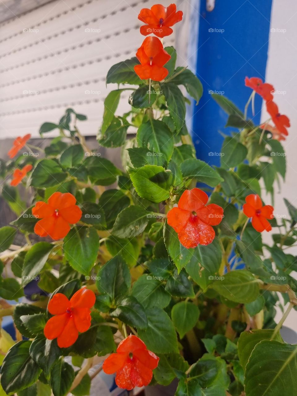 Flowers open in spring