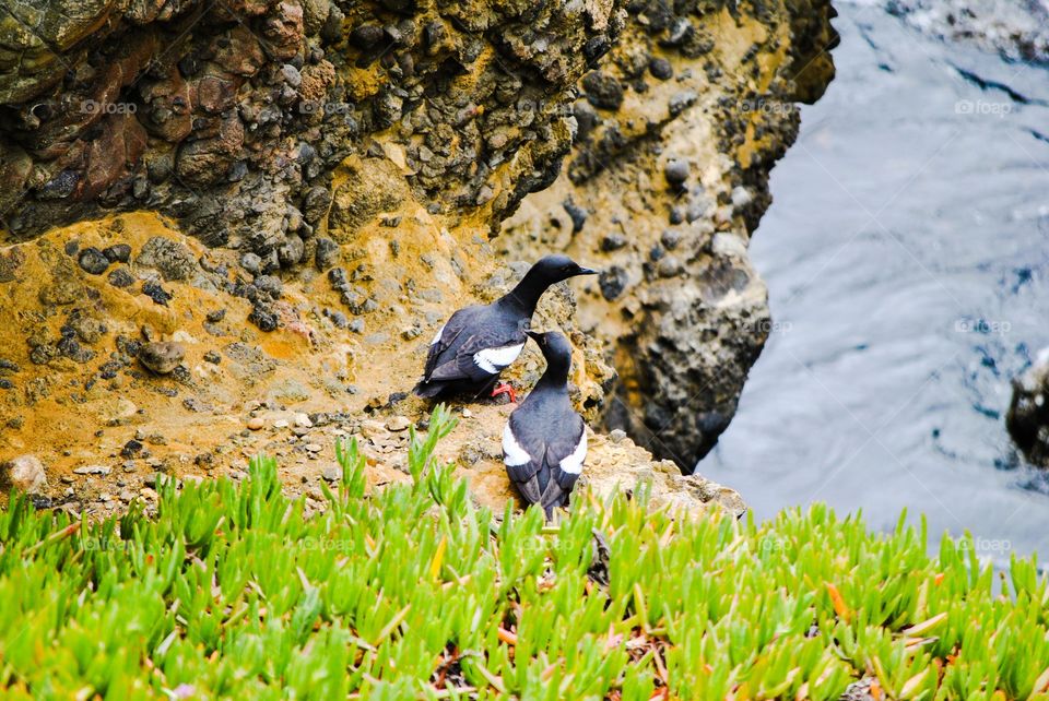 Sea Birds