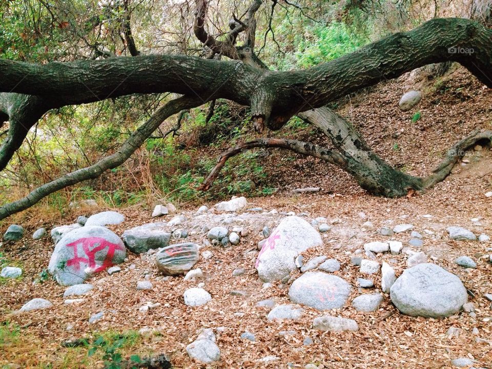 Tree branches and rocks