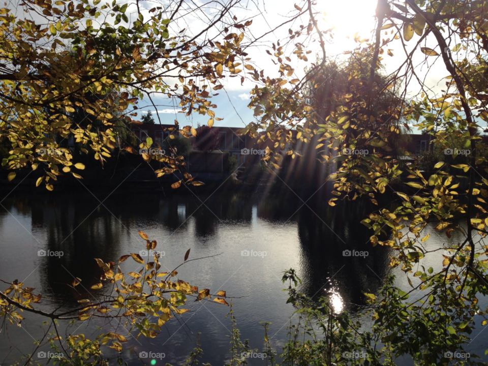 sun trees pond autumn by frido1969