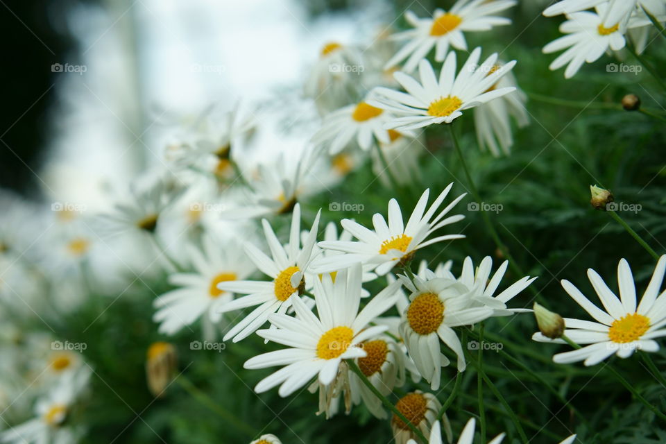 chamomile field