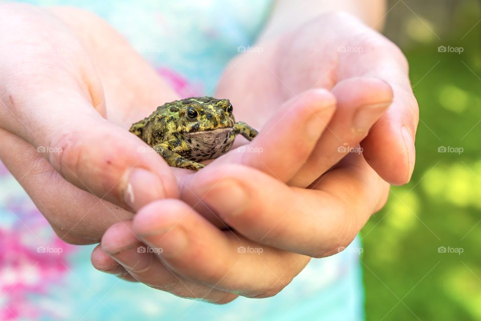 Western Toad is a large frog found on Vancouver Island 