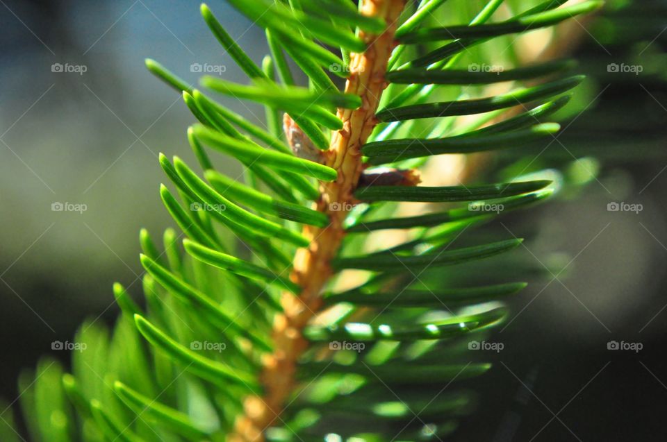 Pine tree