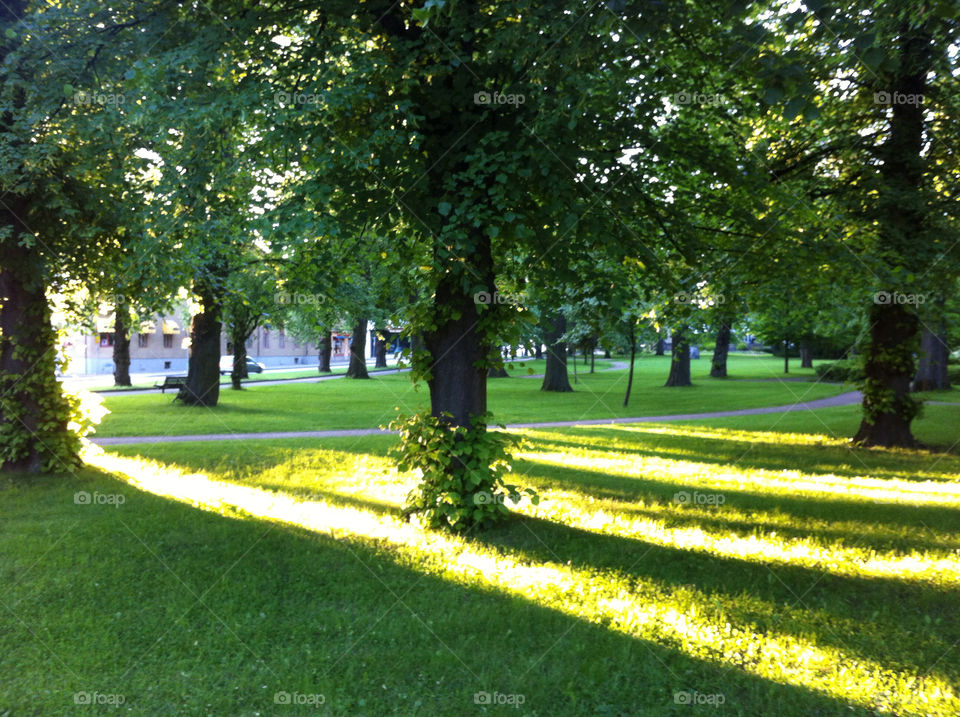 green sweden trees park by petra_lundin