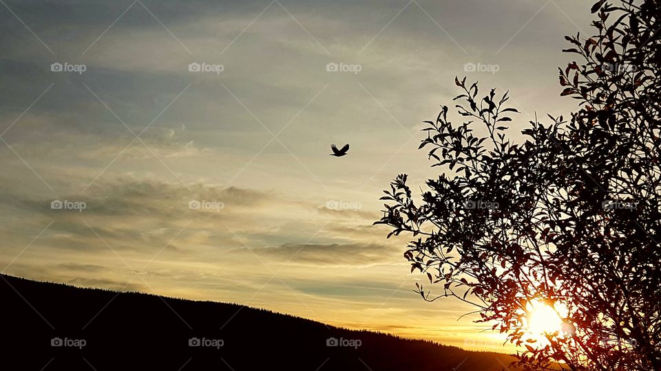Bird flying into the sunset.