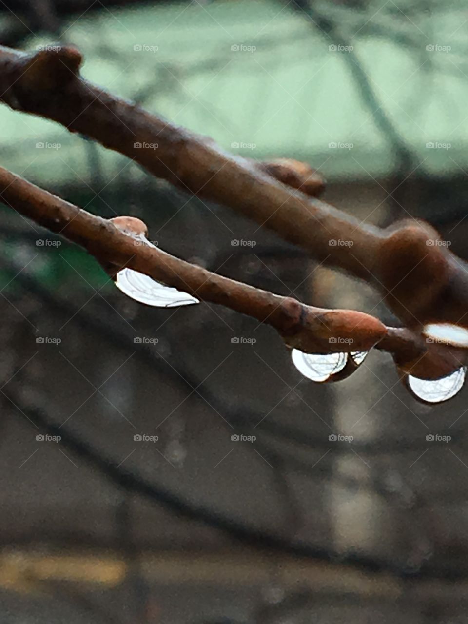 Tree buds with triple rain drops
