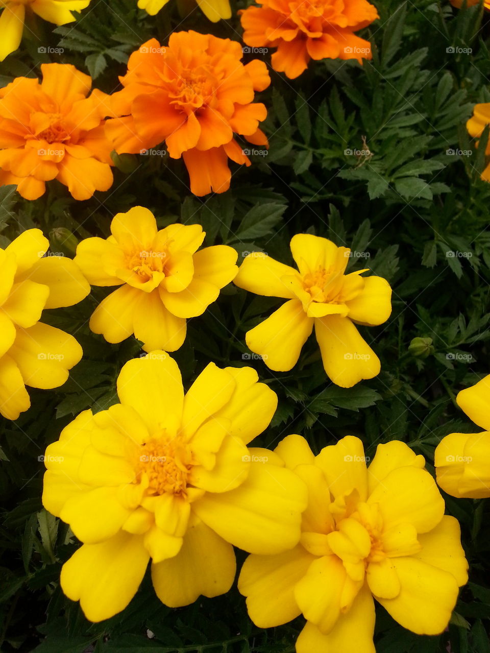 Marigolds