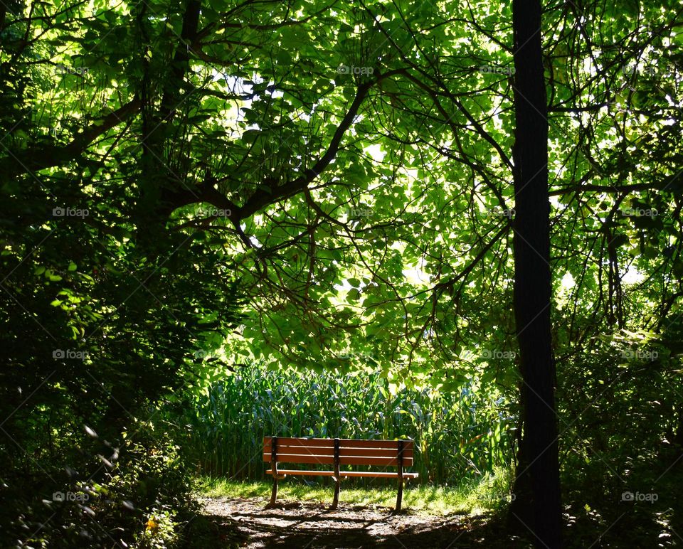A wooden bench with the sun peeking through the trees