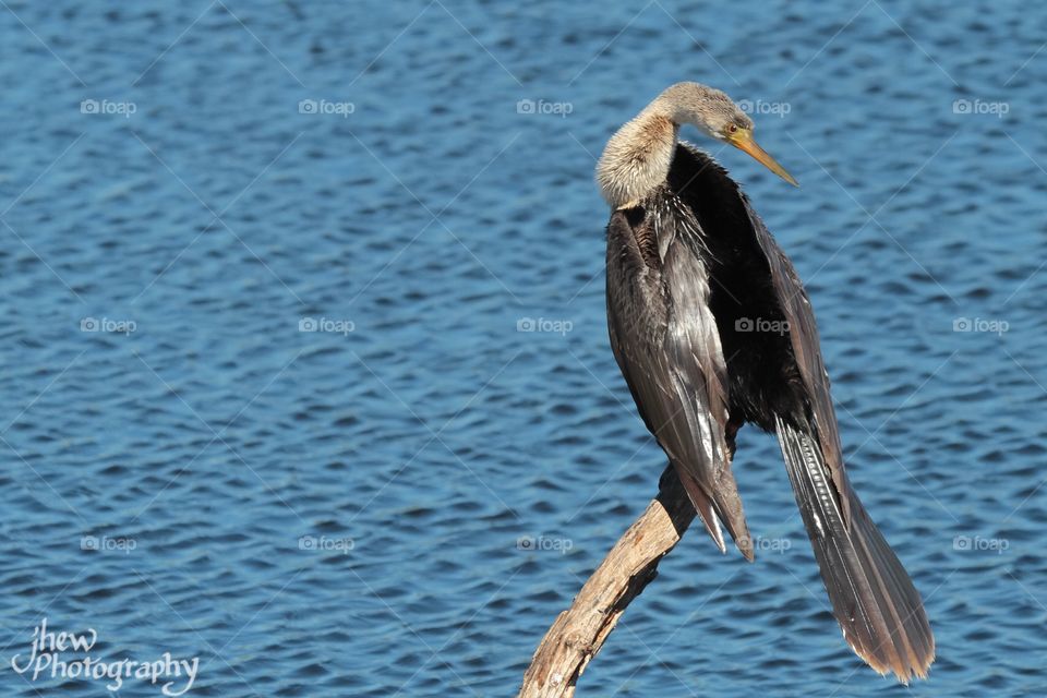 Anhinga on a windy day at the lake