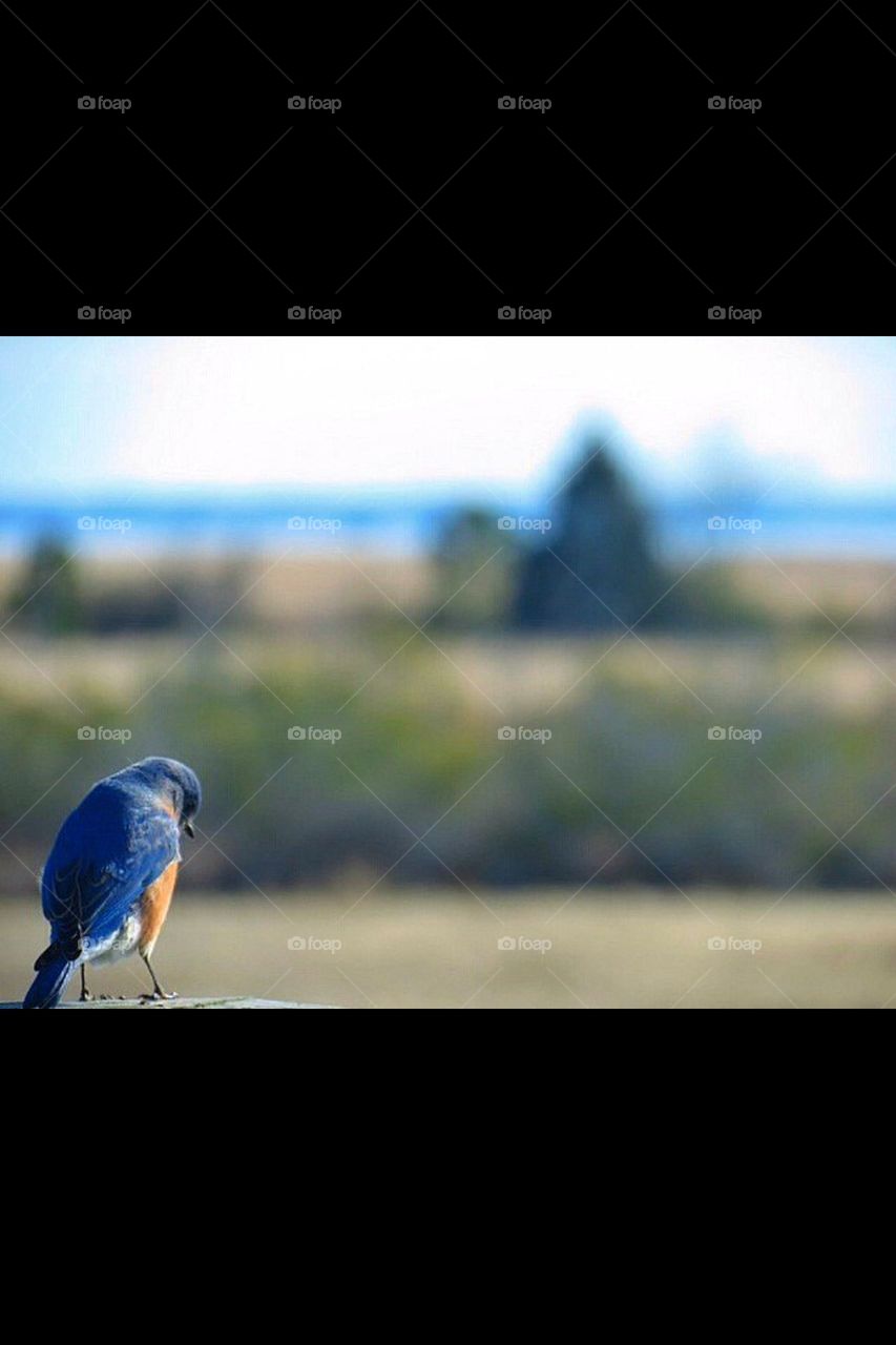 Eastern Bluebird 