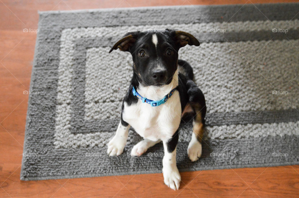 Mixed breed puppy sitting indoors and looking at the camera