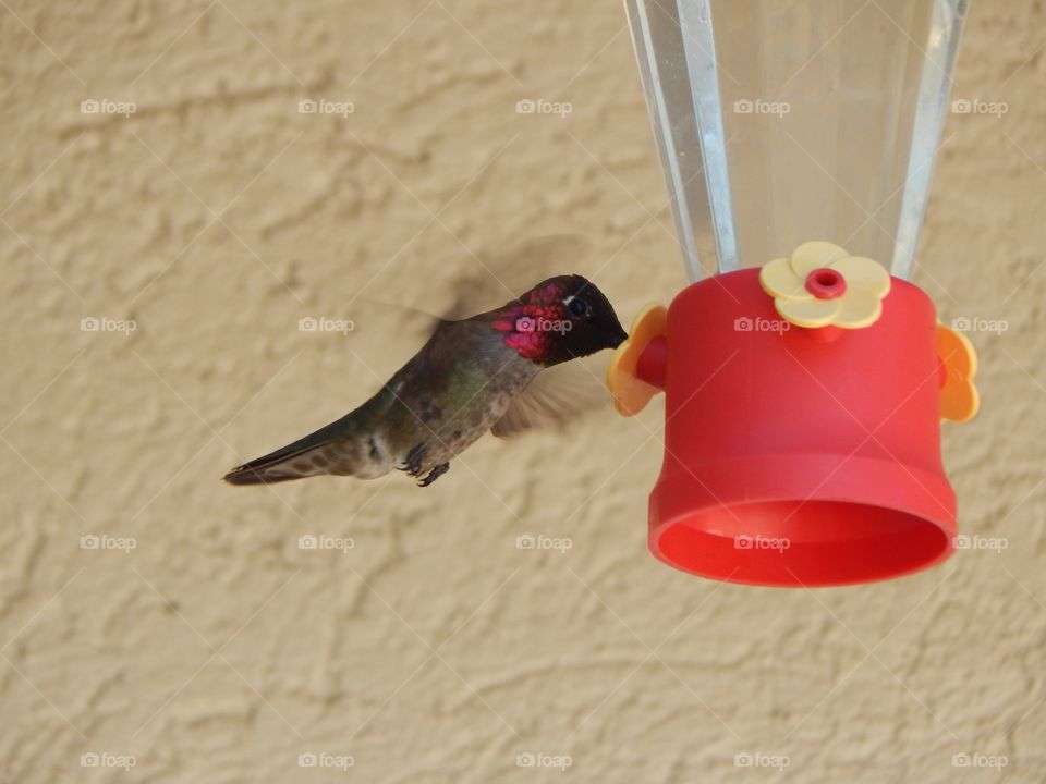 Hummingbird closeup 
