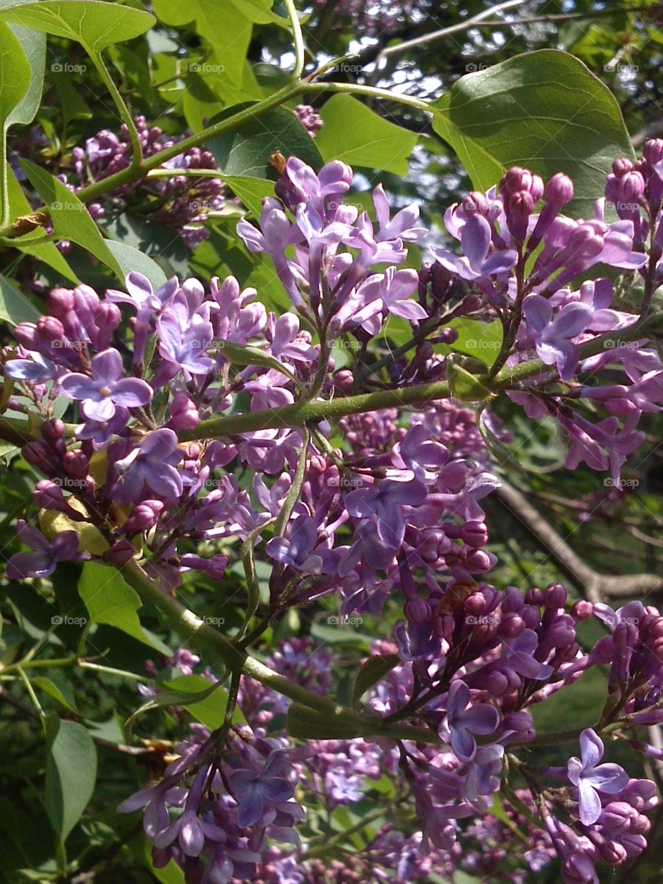 lilac