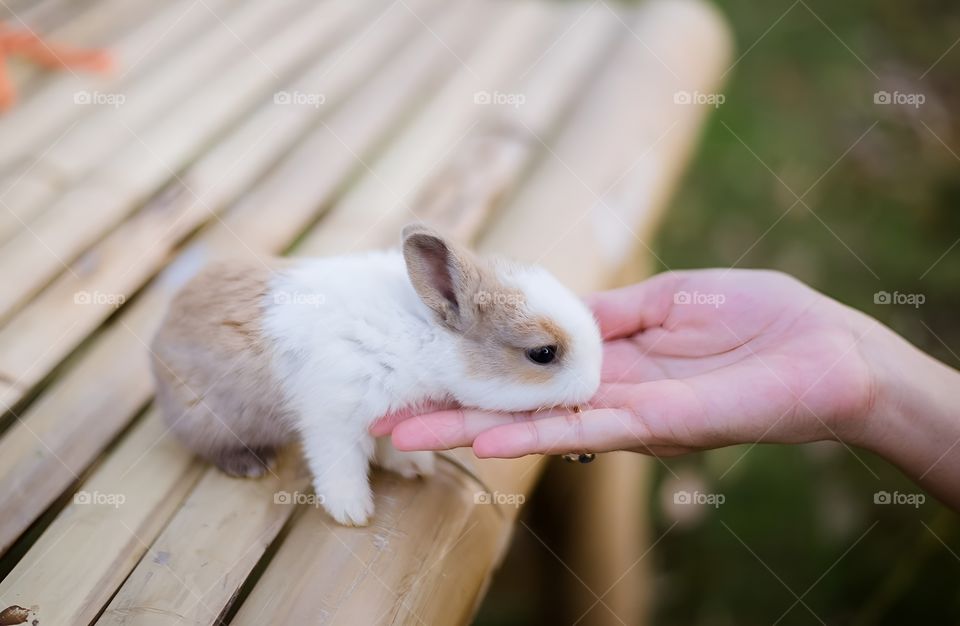 cute baby rabbit fluff in my hand