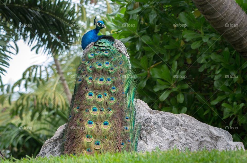 Peacock 